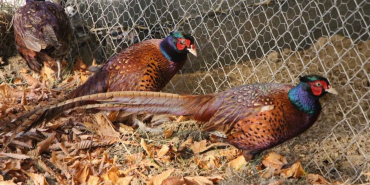 Osmanlı mutfağının gözdesi Sülün, Amasya Üniversitesi’nde üretildi