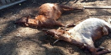 Isparta’da kurt saldırıları üreticiyi bezdirdi