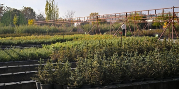 “Geleceğe Nefes” 6 yılda 34 milyon fidanı yeşillendirdi