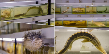 Türkiye’nin denizlerinde balık türlerindeki azalma alarm vermeye başladı