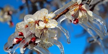Zirai Don'dan Etkilenen Ürünlere yeni destekleme ödemesi