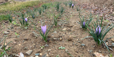 Kralların Baharatı Kırıkkale’de toprakla buluştu